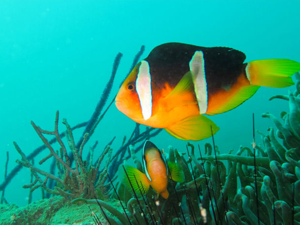 Amphiprion omanensis