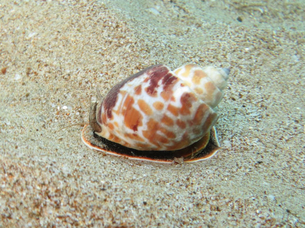Babylonia spirata