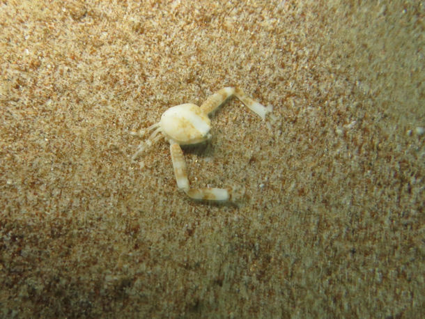 Leucosia sp