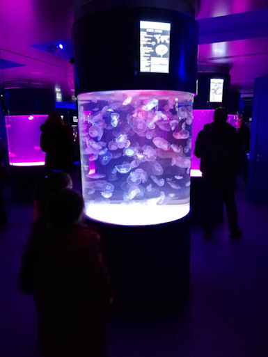 Museum of Jellyfish Kiew Ukraine