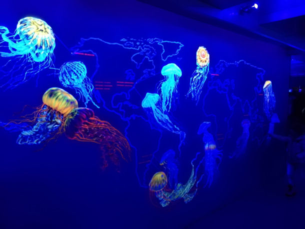 Museum of Jellyfish Kiew Ukraine