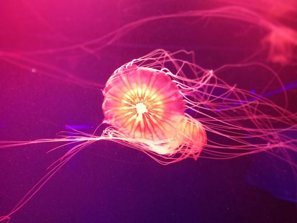 Jellyfish Museum Kiew