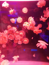 Museum of Jellyfish Kiew Ukraine