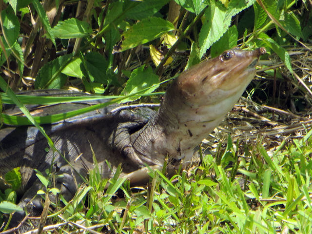 Weichschildkrte Apalone ferox