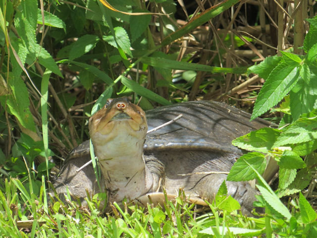 Weichschildkrte Apalone ferox