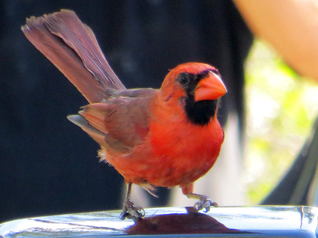 Rotkardinal Cardinalis cardinalis