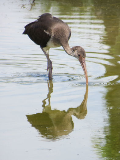 Schneesichler Eudocimus albus