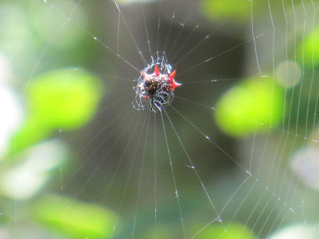 Gasteracantha cancriformis