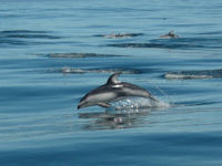 Lagenorhynchus obliquidens