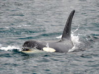 Orcinus orca