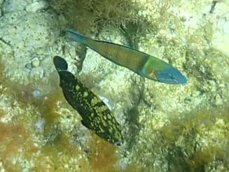 juvenile Epinephelus marginatus