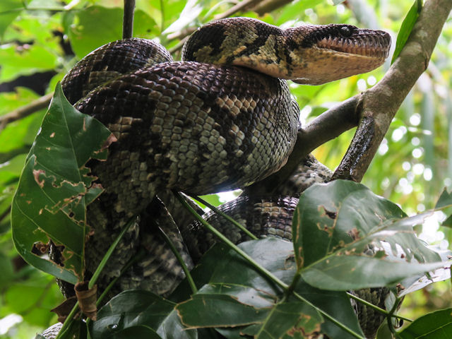 Sdliche Madagaskarboa Acrantophis dumerilii