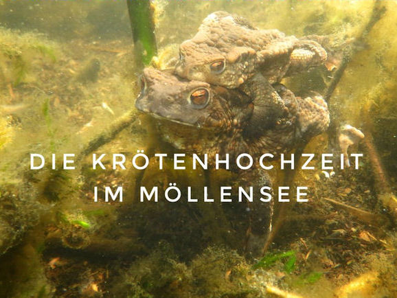 Krtenhochzeit im Mellensee