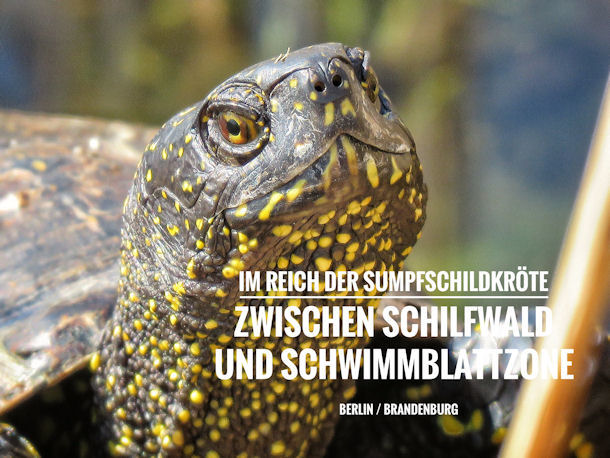 Schildkrten in Deutschland