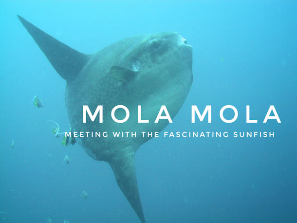 Mola Mola