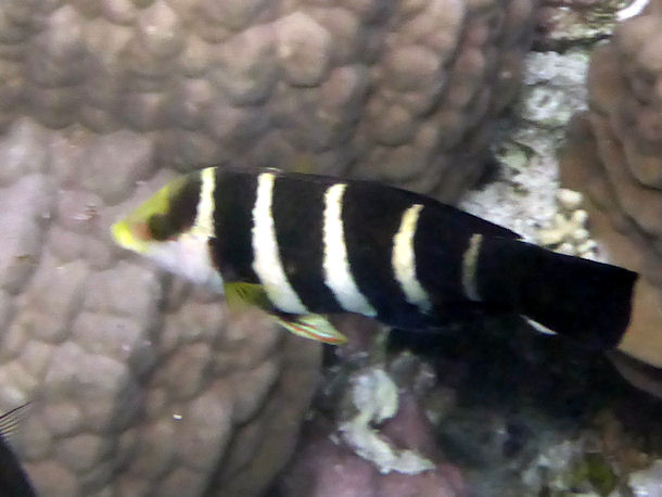 Hemigymnus sexfasciatus