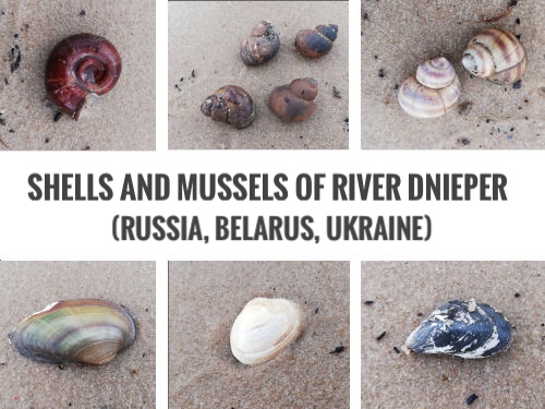 Mussels Dnieper Kiev Ukraine