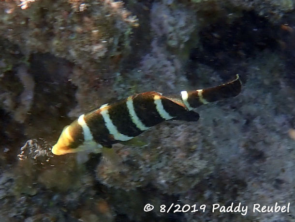 Streifen-Bannerlippfisch Hemigymnus fasciatus