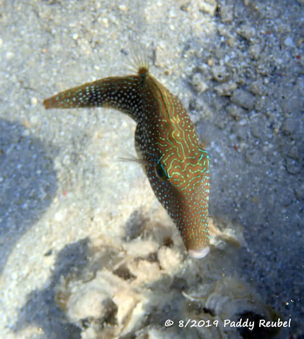 Spitzkopf-Kugelfisch Canthigaster petersii