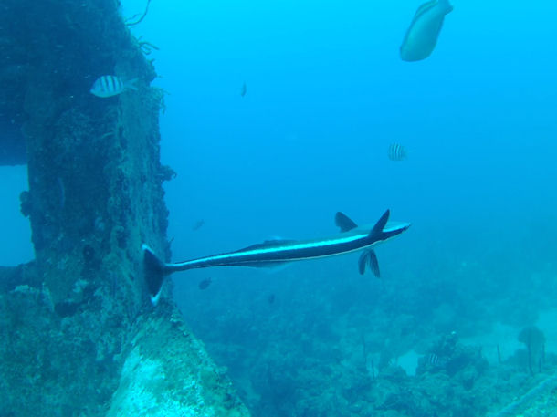 Remora remora