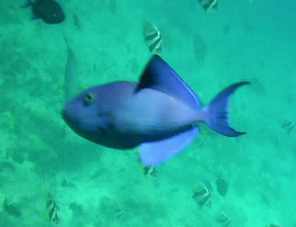 Remora remora