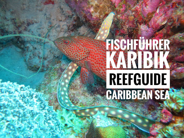 Reef Guide Caribbean See