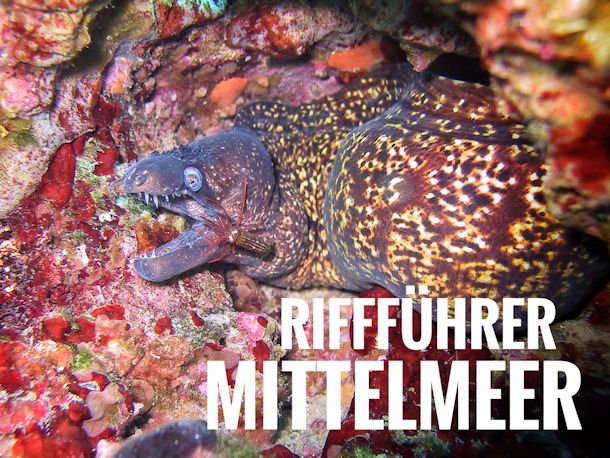 Fischfhrer Mittelmeer