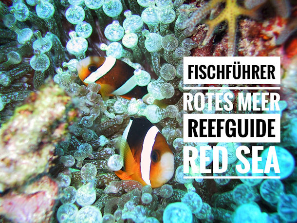 Fischfhrer Rotes Meer