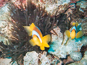 Rotmeer Anemonenfisch Amphiprion bicinctus