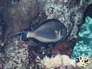 Acanthurus sohal