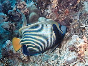 Imperatorkaiserfisch Pomacanthus imperator