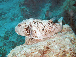 Riesenkugelfisch Arothron stellatus