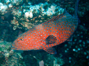 Jewel grouper