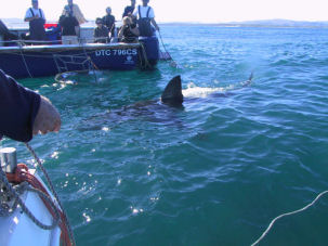 White Shark Carcharodon carcharias