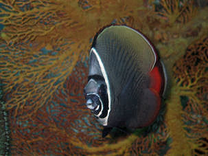 Chaetodon collare