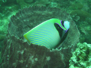 Imperatorkaiserfisch Pomacanthus imperator