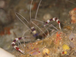 Stenopus hispidus