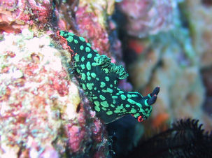 Nembrotha kubaryana