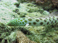 Many-eyed snale eel (Ophichthus polyophthalmus)