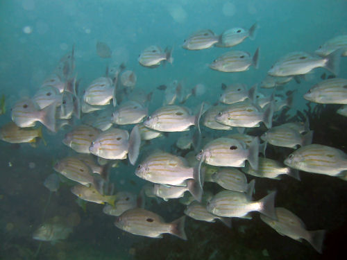 Blackspot snapper