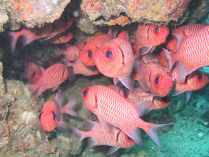 White-edged Soldierfish