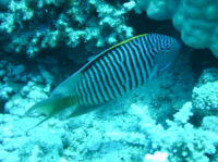 Dreifarben-Kaiserfisch Genicanthus caudovittatus