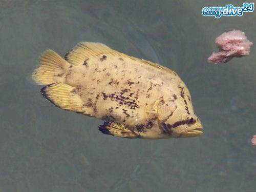 Tripletail Lobotes surinamensis